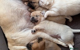 Mixed Breed dogs for sale: Adorable Pug x Pomeranian Puppies  - Image 6