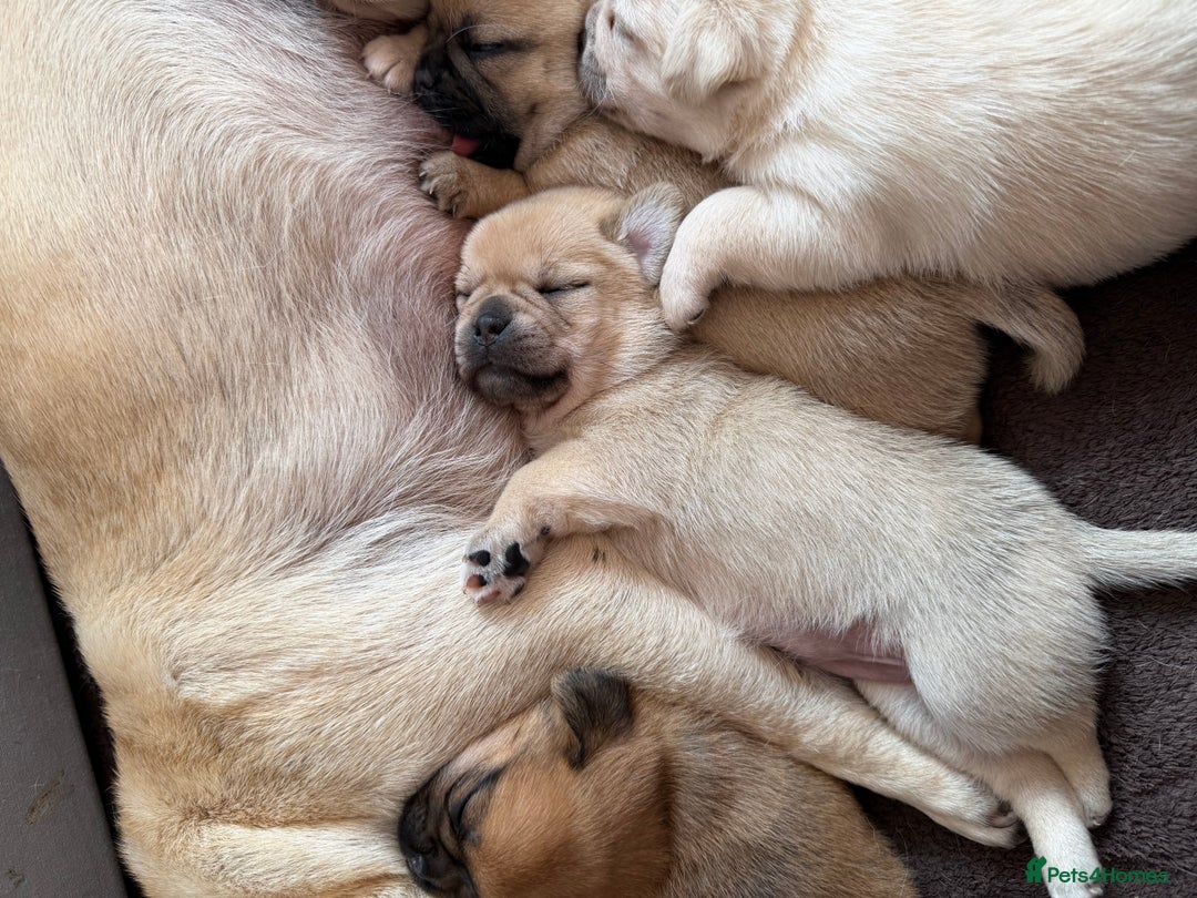 Mixed Breed dogs for sale: Adorable Pug x Pomeranian Puppies  - Image 6