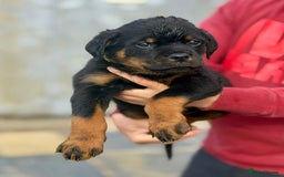 Rottweiler dogs for sale: 5 Generation pedigree  in Lanark - Image 14