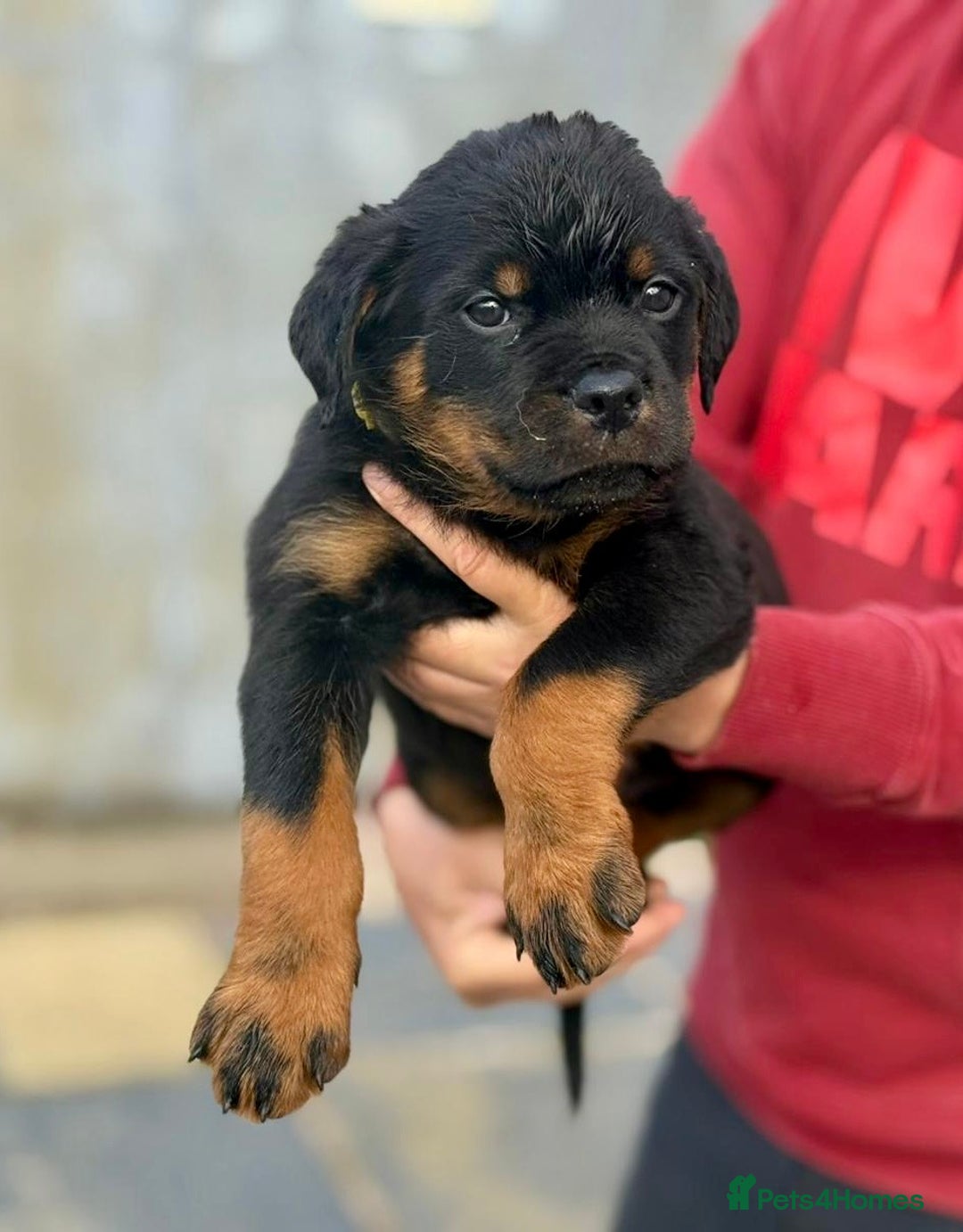 Rottweiler dogs for sale: 5 Generation pedigree  in Lanark - Image 14