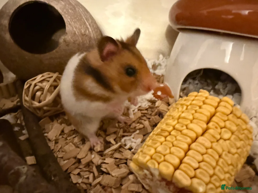 Hamster rodents for sale: Female Syrian Hamster with Cage and Accessories  in Bradford - Advert 2