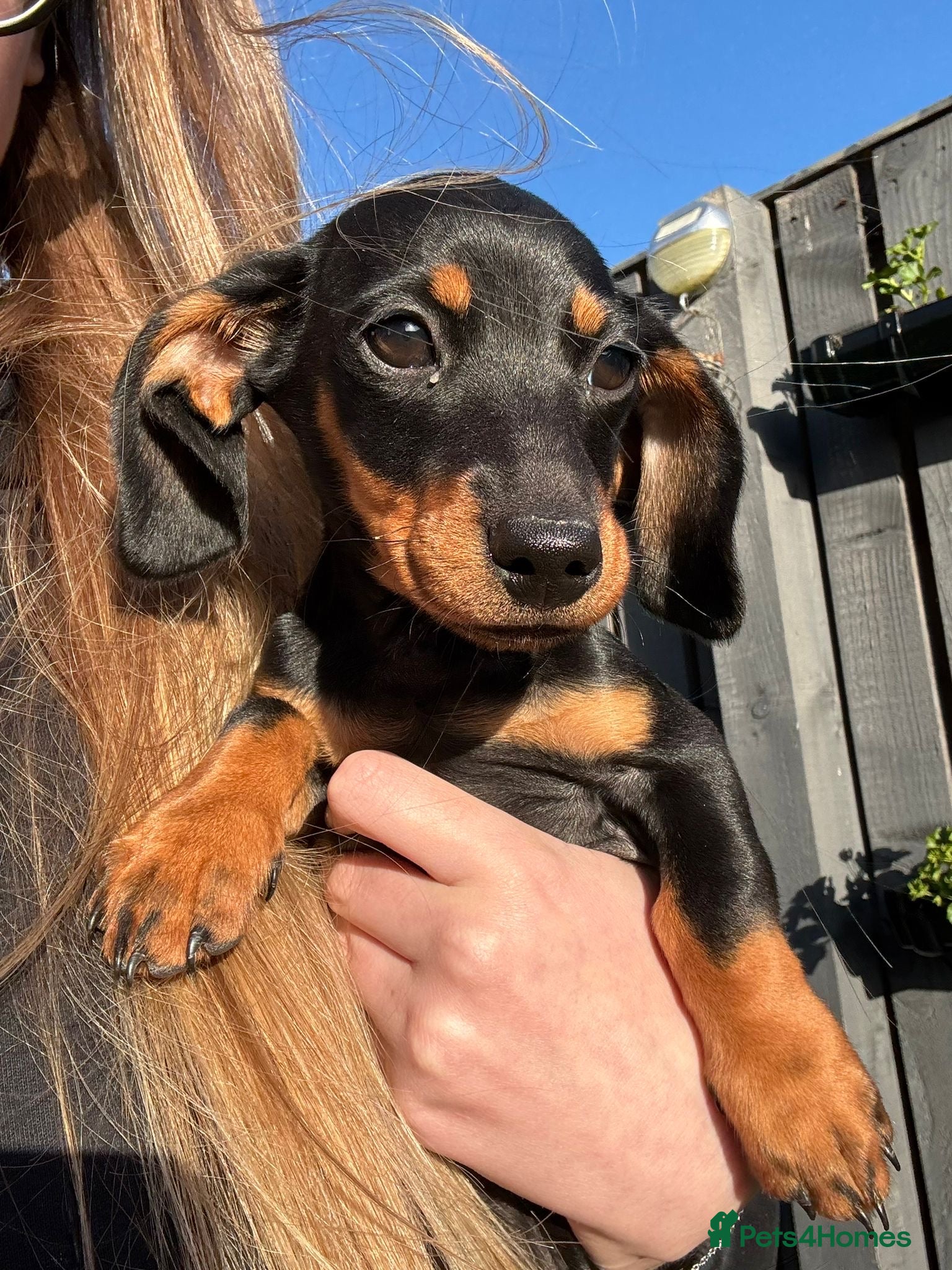 Dachshund dogs for sale: Last of the litter Female.  - Advert 5