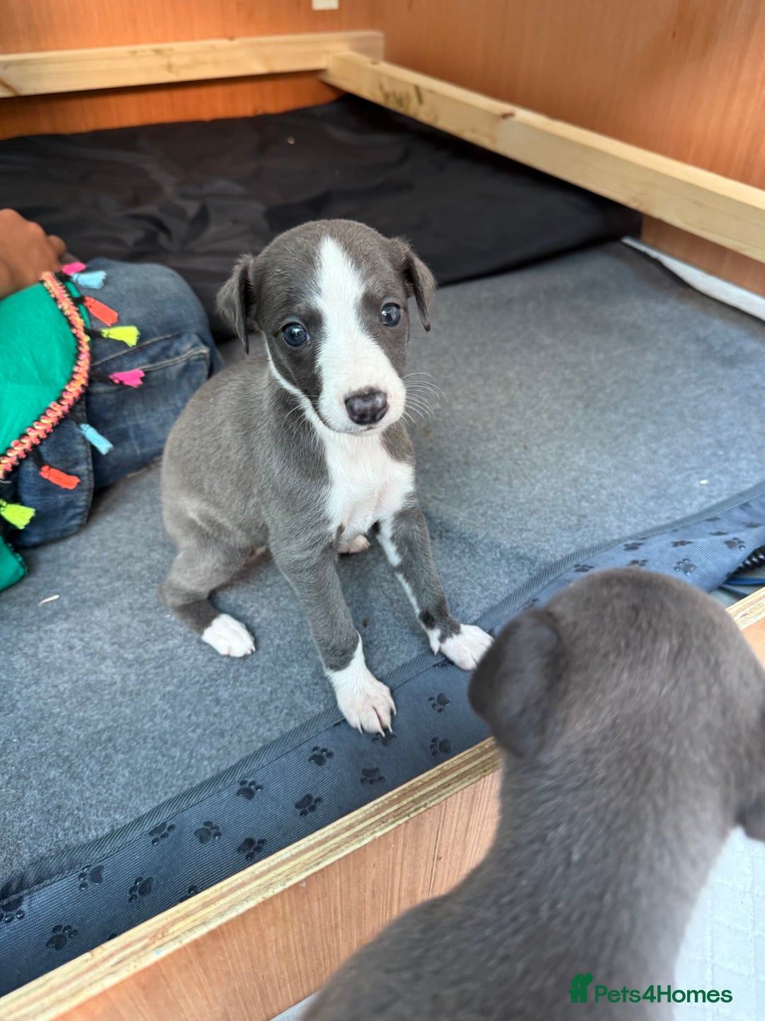 Whippet dogs for sale: Beautiful Blue whippet puppies  - Image 16