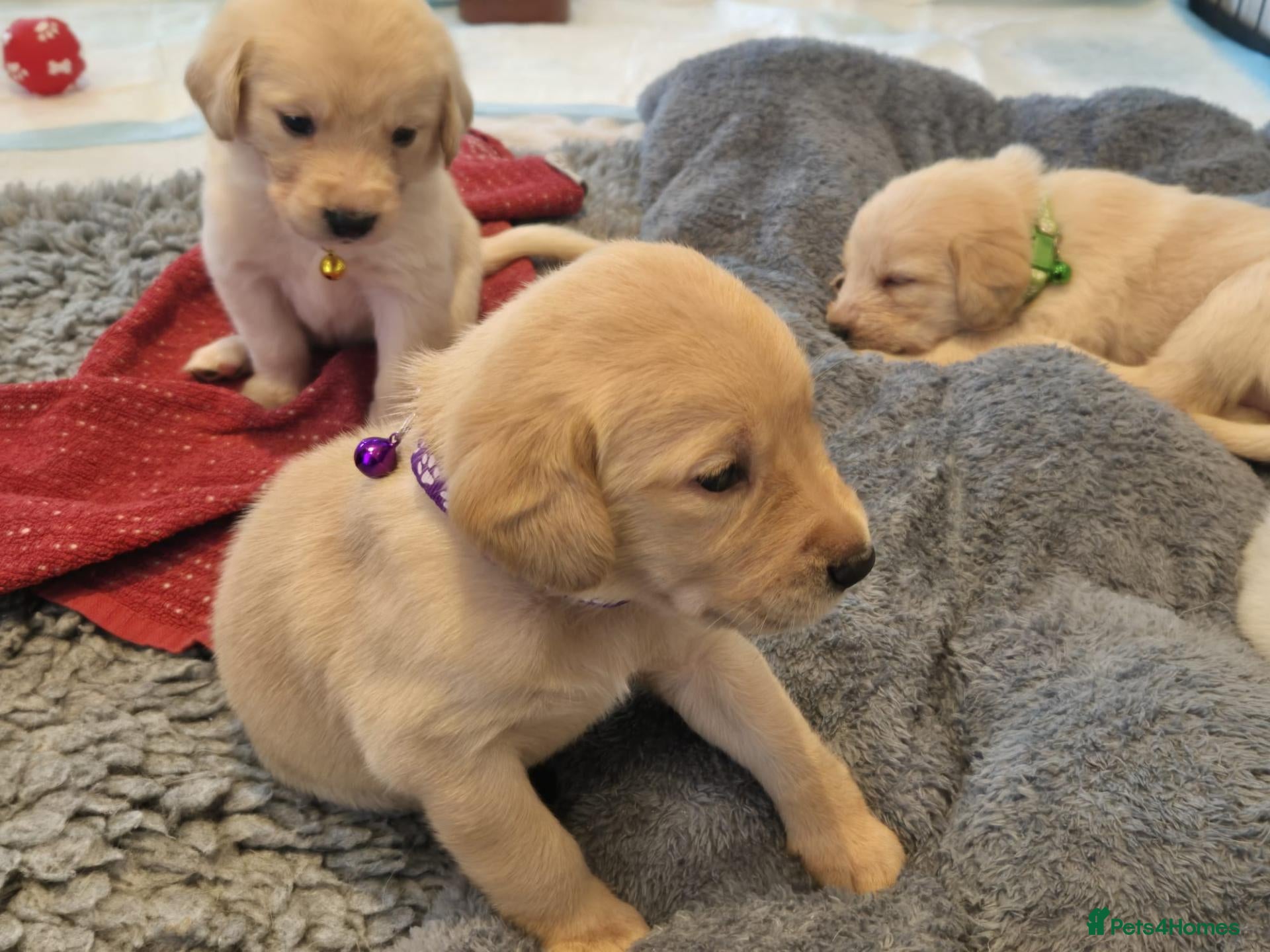 Labradoodle dogs Golden Labradoodle / Doubledoodle Puppies Viewings - Advert 2