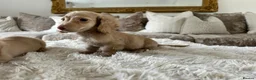 Miniature Dachshund dogs for sale: 👑✨MINI LONG HAIRED CREAMS✨👑 KC ✨ HEALTH TESTED ✨ - Advert 22