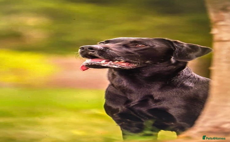 Labrador Retriever dogs - Advert 3