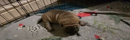 Shar Pei dogs for sale: 2 female shar pei puppies  - Advert 3