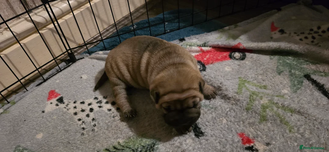Shar Pei dogs for sale: 2 female shar pei puppies  - Advert 3