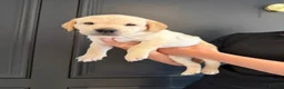 Labrador Retriever dogs for sale: Simply the best Labrador puppies KC registered - Advert 3