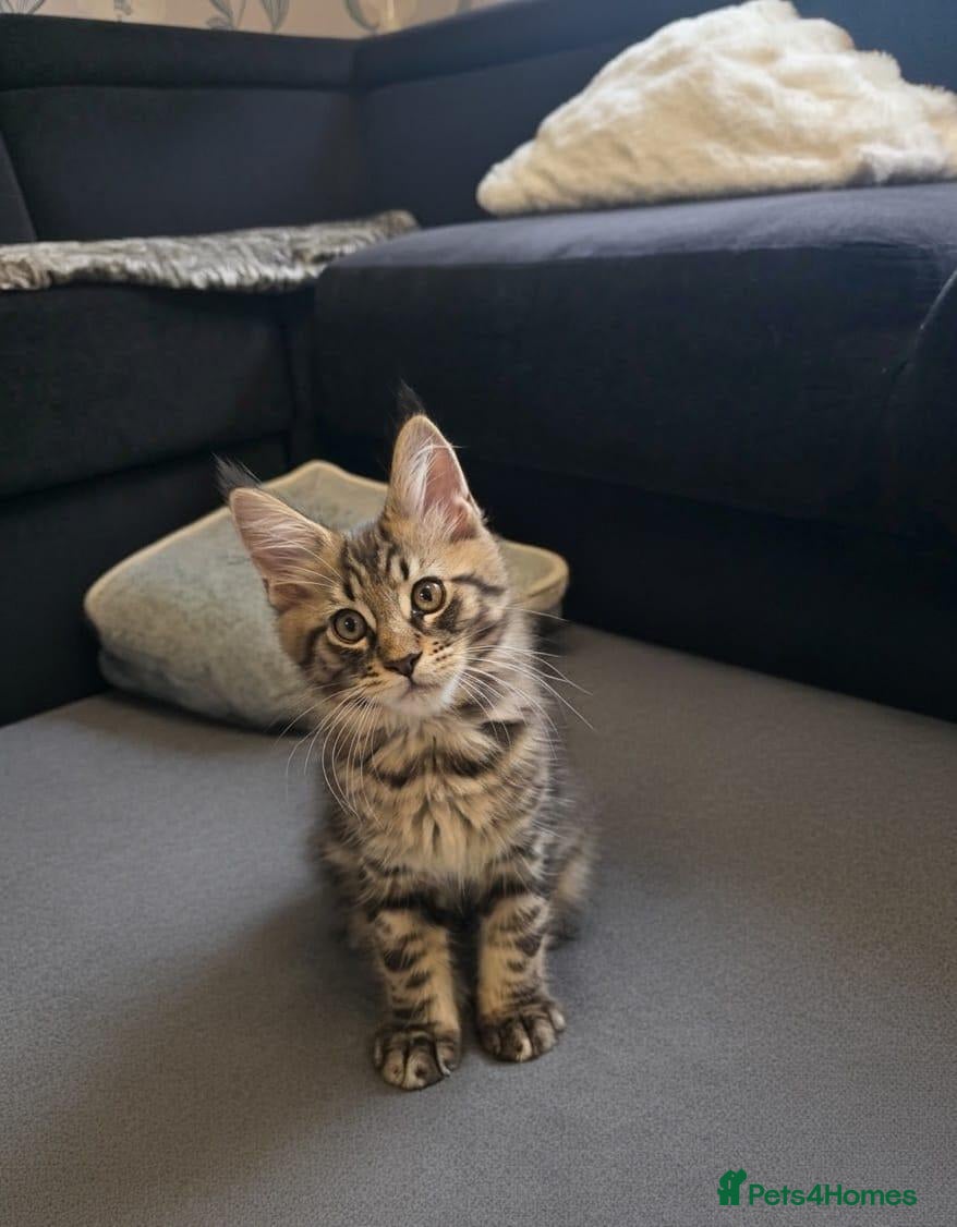 Maine Coon cats Maine Coon Kittens  - Advert 2