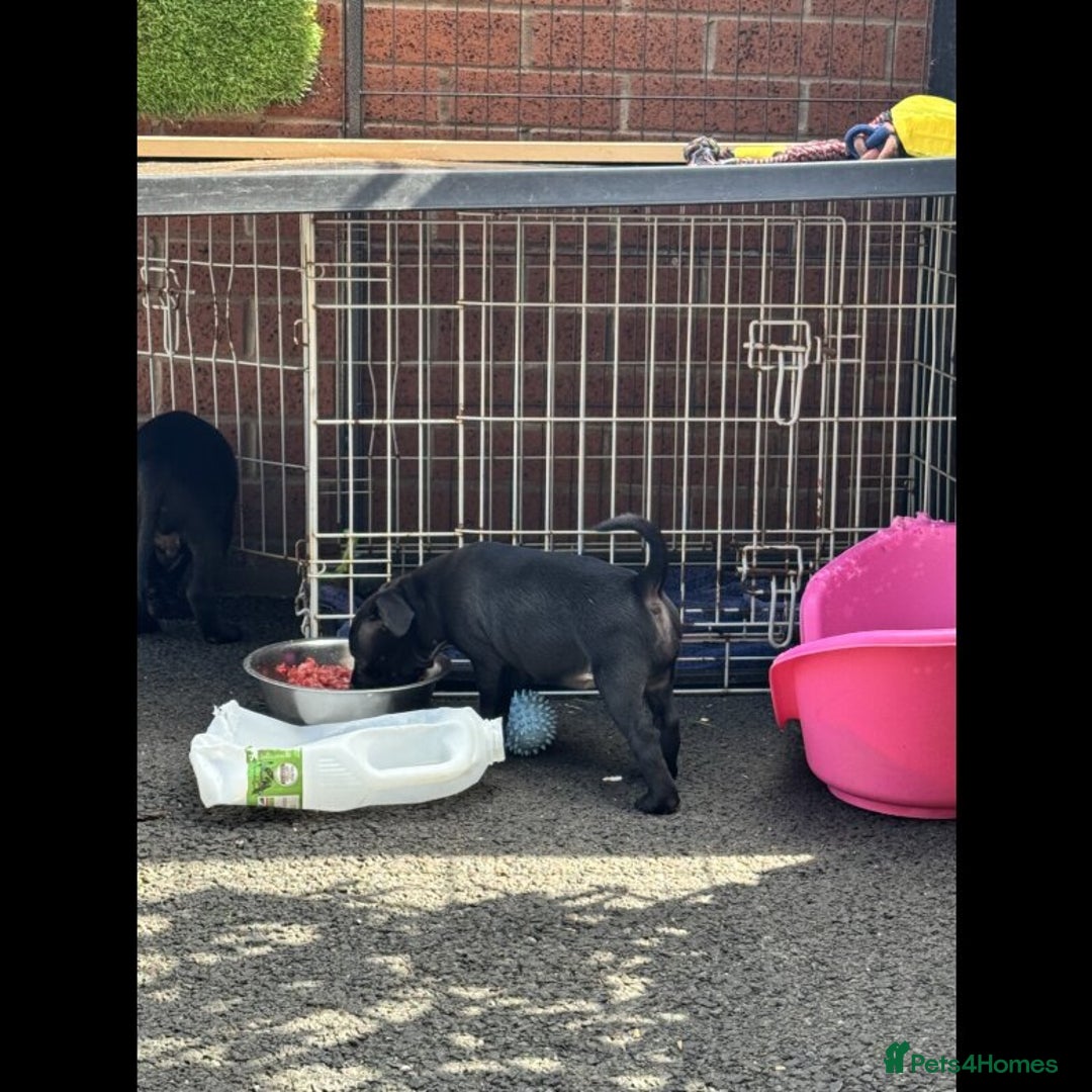 Staffordshire Bull Terrier dogs for sale: Outstanding  %100 Health Tested Staffy Puppies - Advert 7