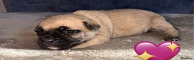 Frug 4