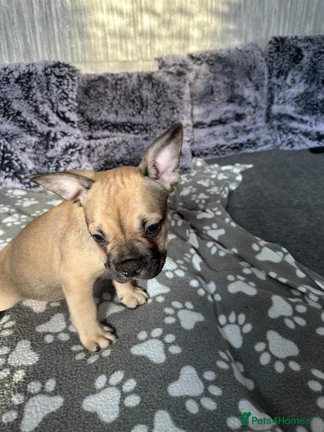 French Bulldog dogs for sale: Amazing french bulldog  - Image 25