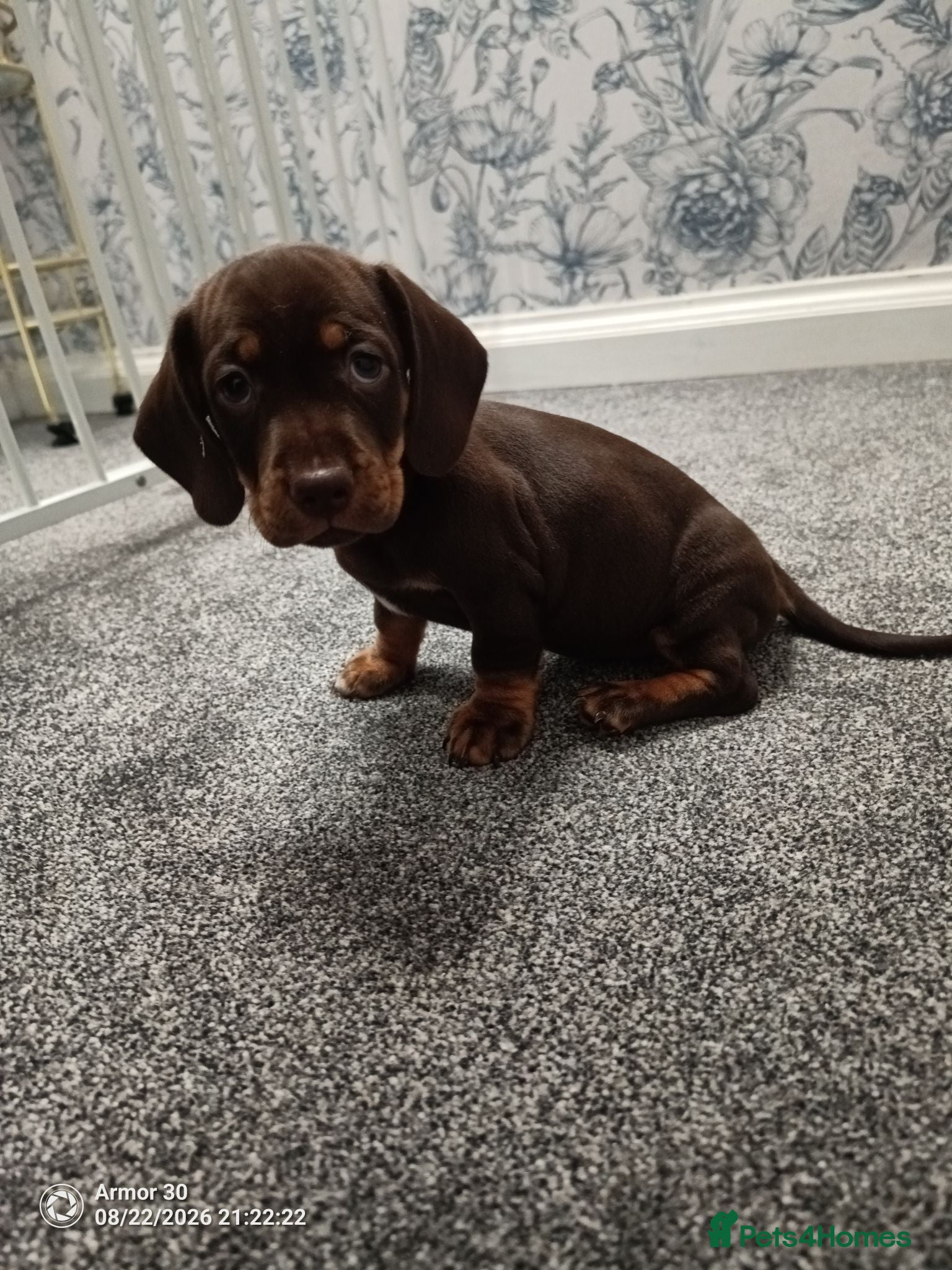 Miniature Dachshund dogs Beautiful miniature dachshund puppies  - Advert 1
