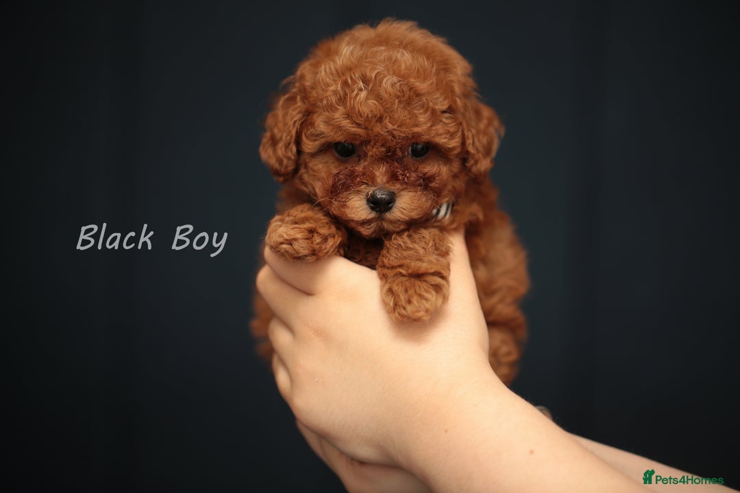 Toy Poodle dogs for sale: READY TO GO ASIAN DARK RED TOY POODLE PUPPIES - Image 3