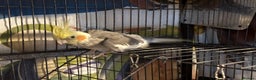 Cockatiels birds for sale: Pair of cockatiels- male and female  - Advert 7