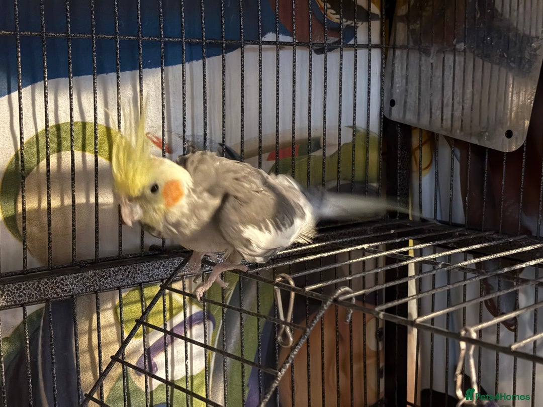 Cockatiels birds for sale: Pair of cockatiels- male and female  - Advert 7