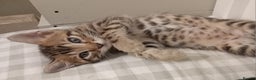 Bengal cats for stud: PROVEN ♡ Handsome BENGAL STUD > Carries SNOW + SLV in Birmingham - Advert 16