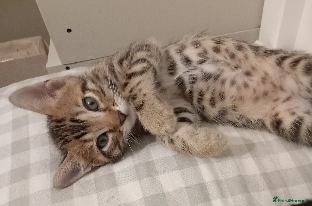 Bengal cats for stud: PROVEN ♡ Handsome BENGAL STUD > Carries SNOW + SLV in Birmingham - Advert 16