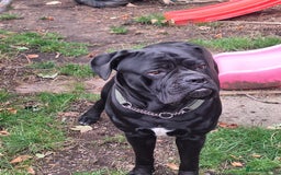 Mixed Breed dogs for sale: Cane corsa/ bull mastiff  - Image 2