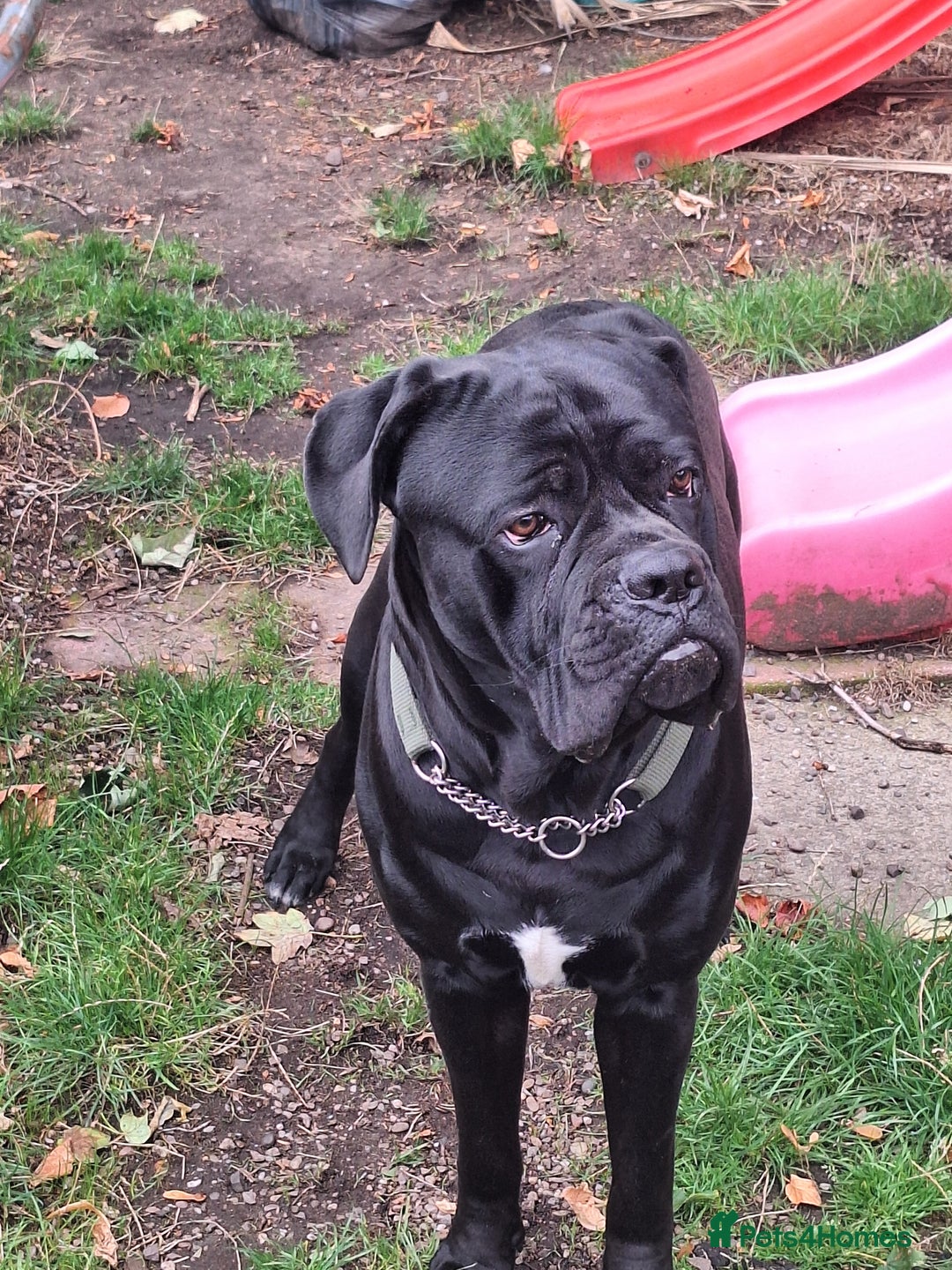 Mixed Breed dogs for sale: Cane corsa/ bull mastiff  - Image 2