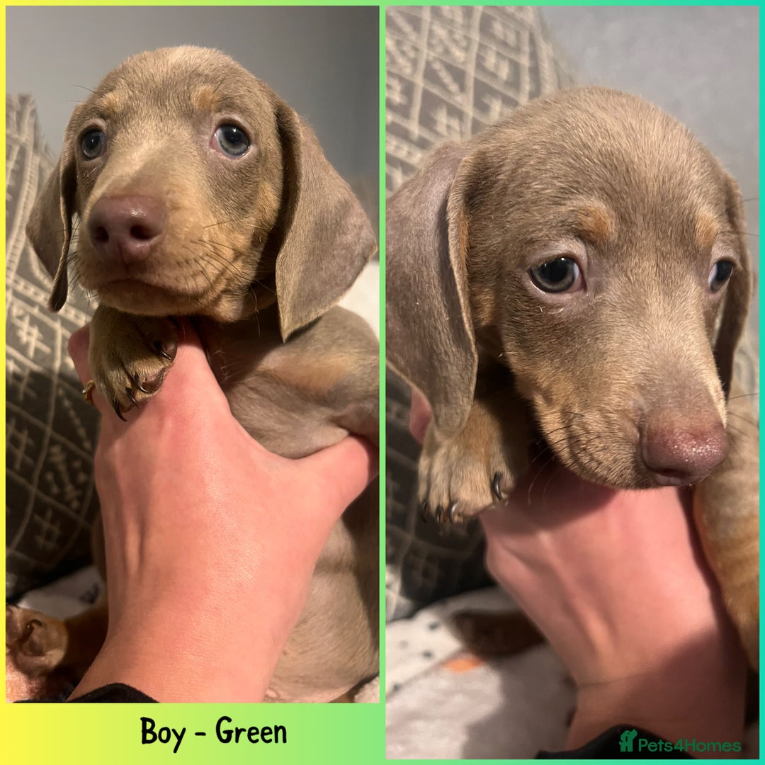 Miniature Dachshund dogs for sale: Isabella & Tan Mini Dachshund puppies 🤎 - Advert 17