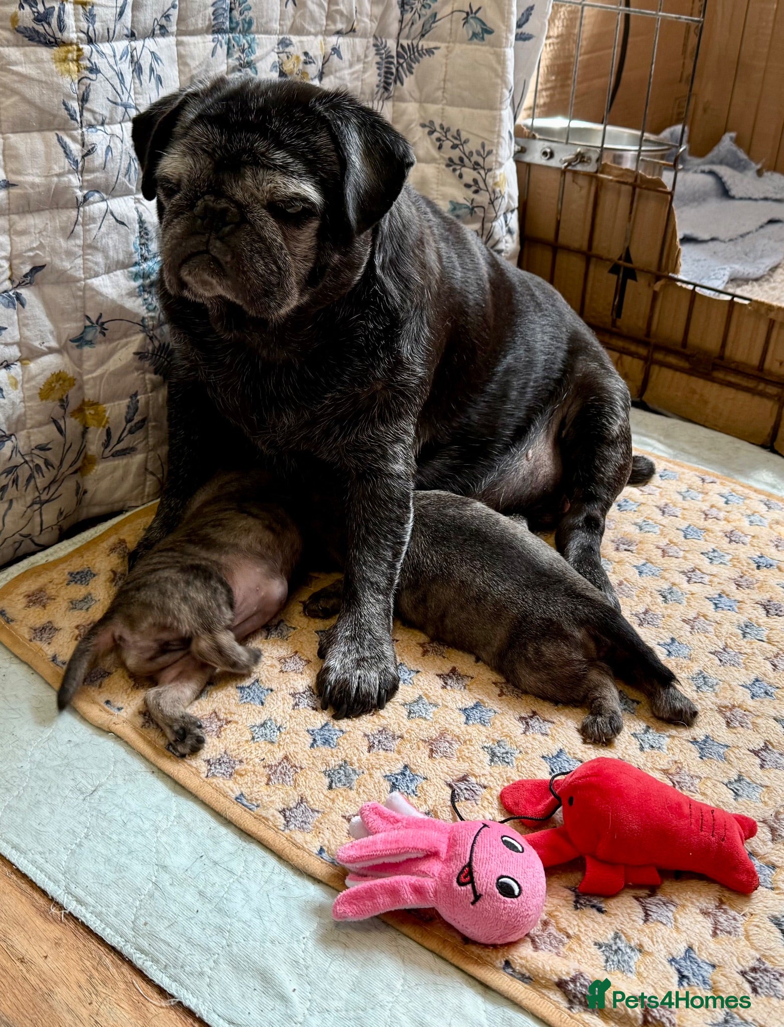 Pug dogs Adorable one of a kind. loving KCreg PUG puppies  - Advert 2