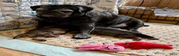 Pug dogs for sale: Adorable one of a kind. loving KCreg PUG puppies  - Advert 2