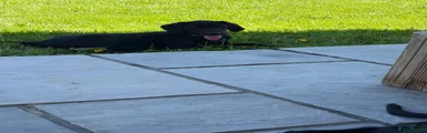  Puppy 8