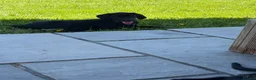 Mixed Breed dogs for sale: 1/8 LABMARANER PUPS READY FROM 2ND MAY  - Advert 19