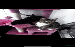 Mixed Breed cats for sale: 2 lovely girl kittens - Image 12