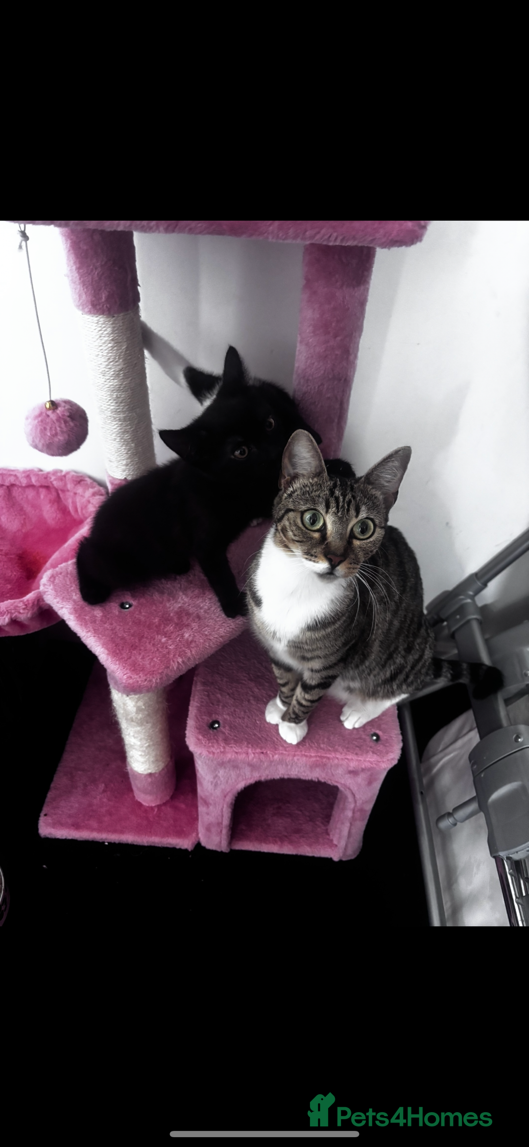Mixed Breed cats for sale: 2 lovely girl kittens - Image 12