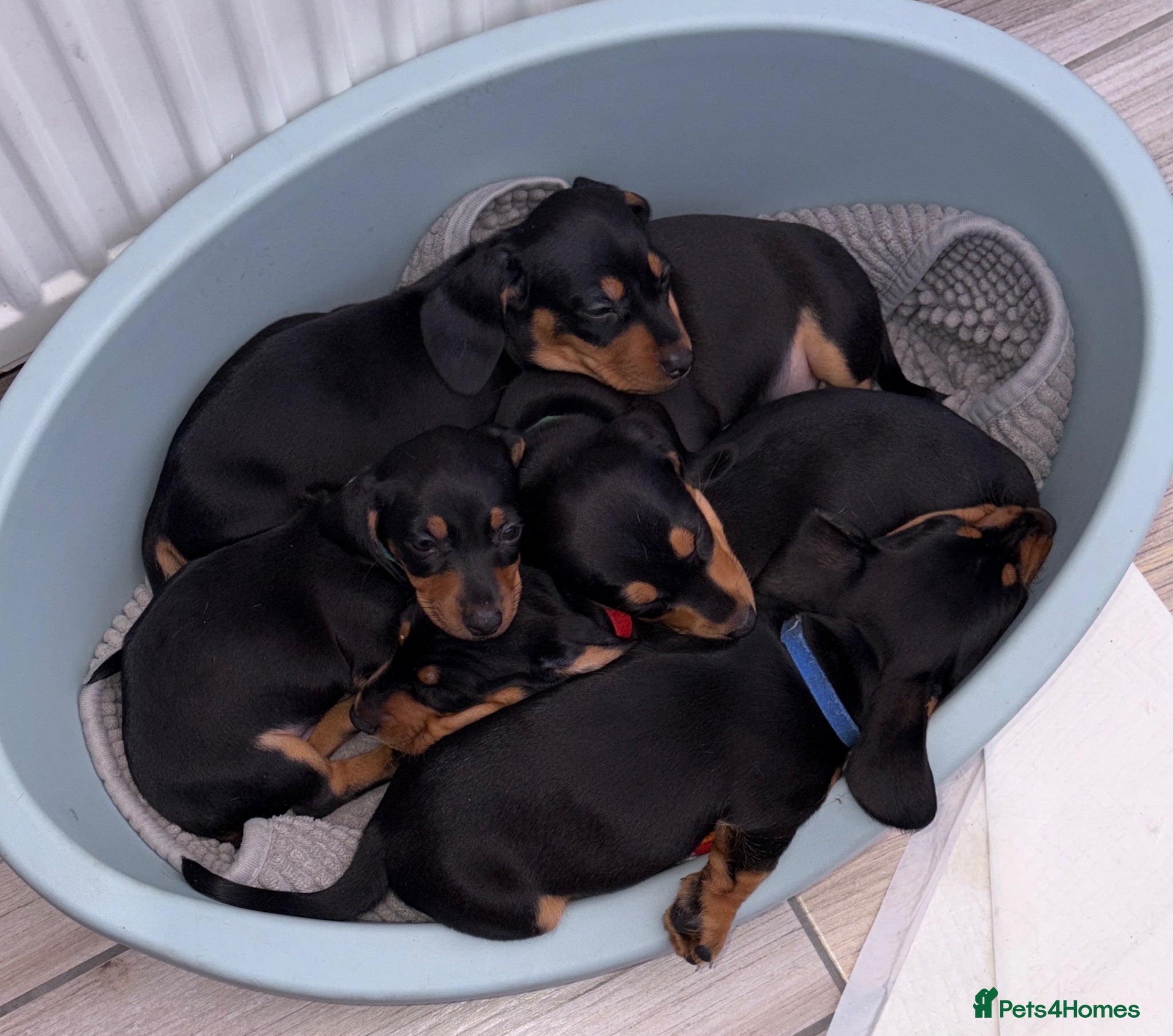 Dachshund dogs Dachshund miniature puppies 8 weeks old - Advert 13