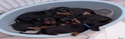 Dachshund dogs for sale: Dachshund miniature puppies 8 weeks old - Advert 1
