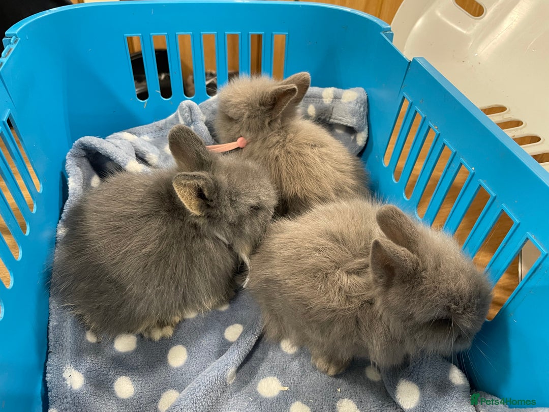 Lionhead rabbits for sale: 5 female Double Mane Lion head Doe’s for sale  - Image 9