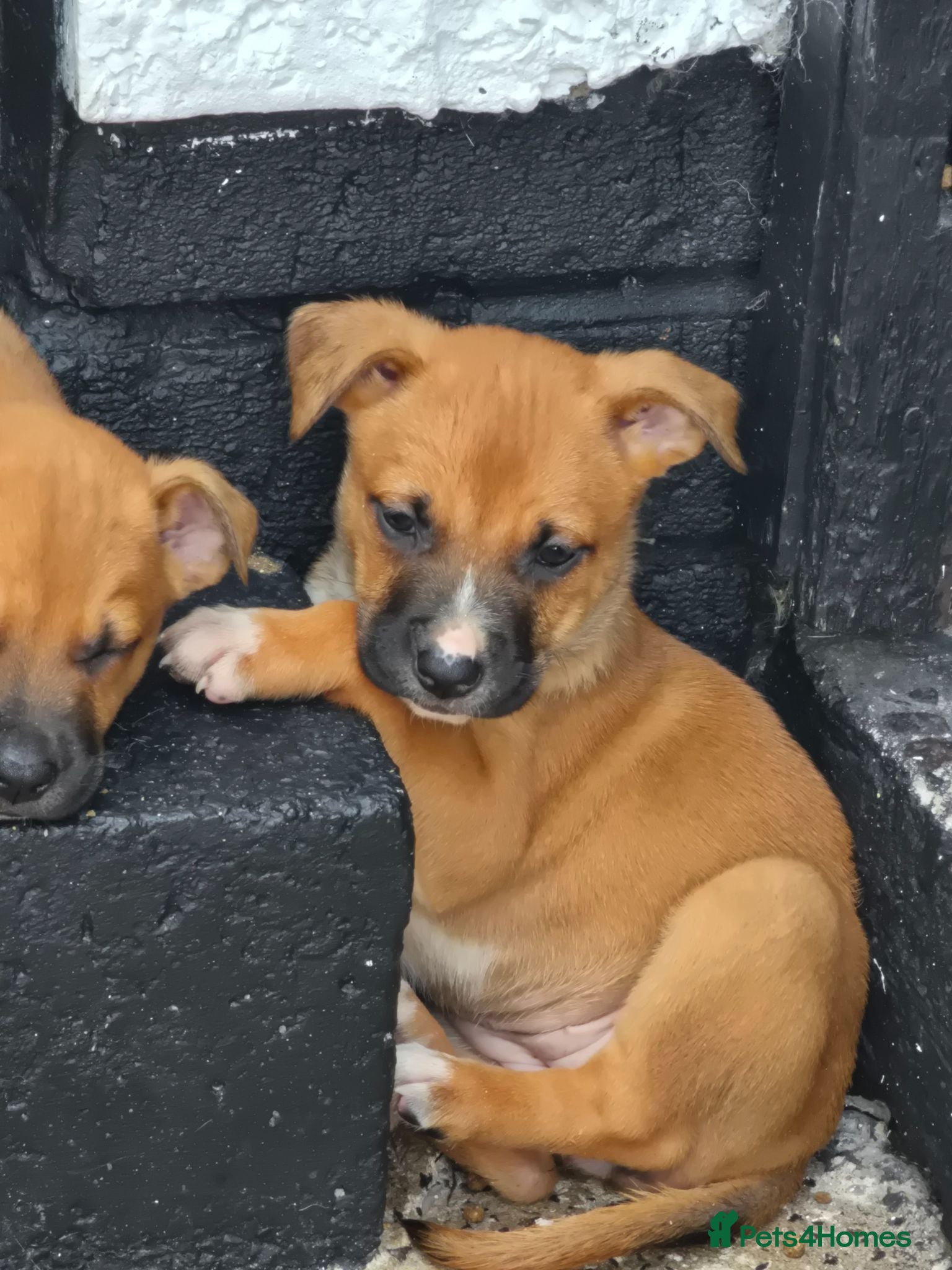 Mixed Breed dogs Belgian mallionas x staffy pups 6 females - Advert 1