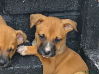 Mixed Breed dogs Belgian mallionas x staffy pups 6 females - Advert 1