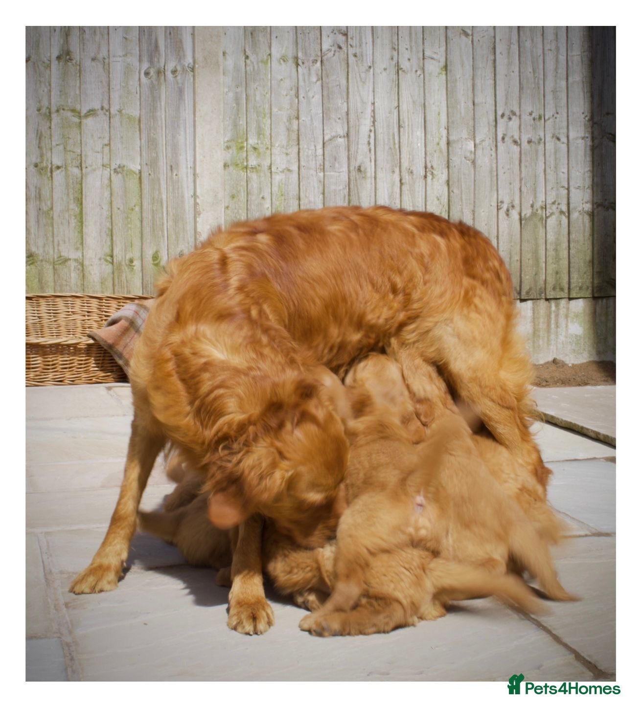 Golden Retriever dogs Quality KC Registered Golden Retriever Puppies - Advert 2