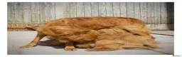 Golden Retriever dogs for sale: Quality KC Registered Golden Retriever Puppies - Advert 2