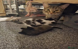 Mixed Breed cats for sale: Adorable ♥️ kittens 😸 😍  - Image 6
