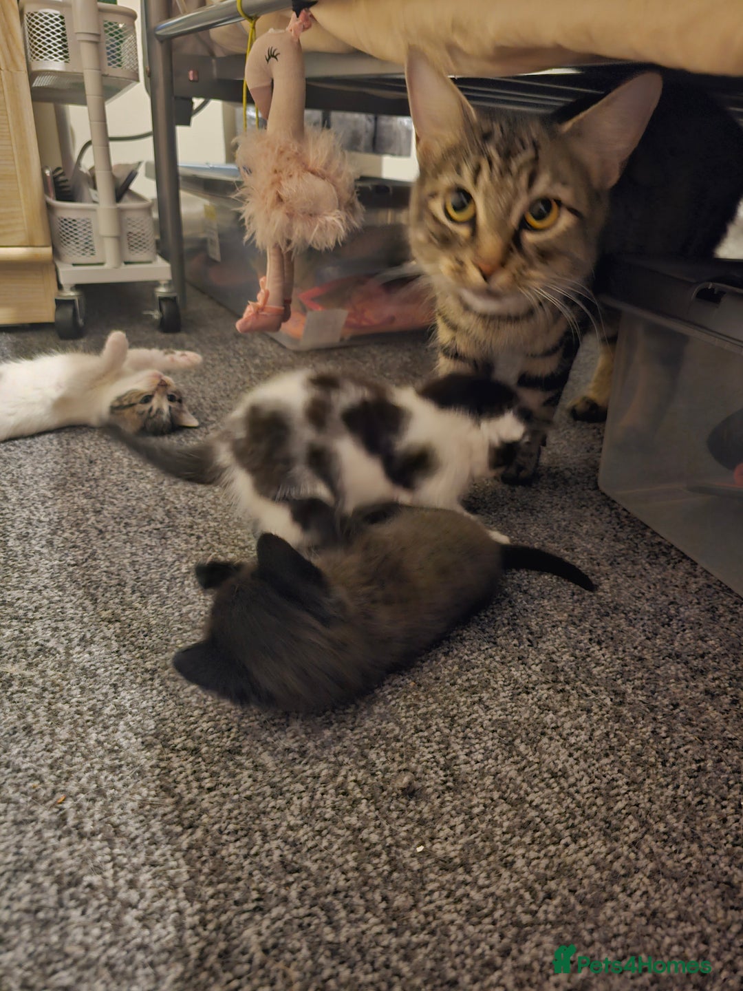 Mixed Breed cats for sale: Adorable ♥️ kittens 😸 😍  - Image 6