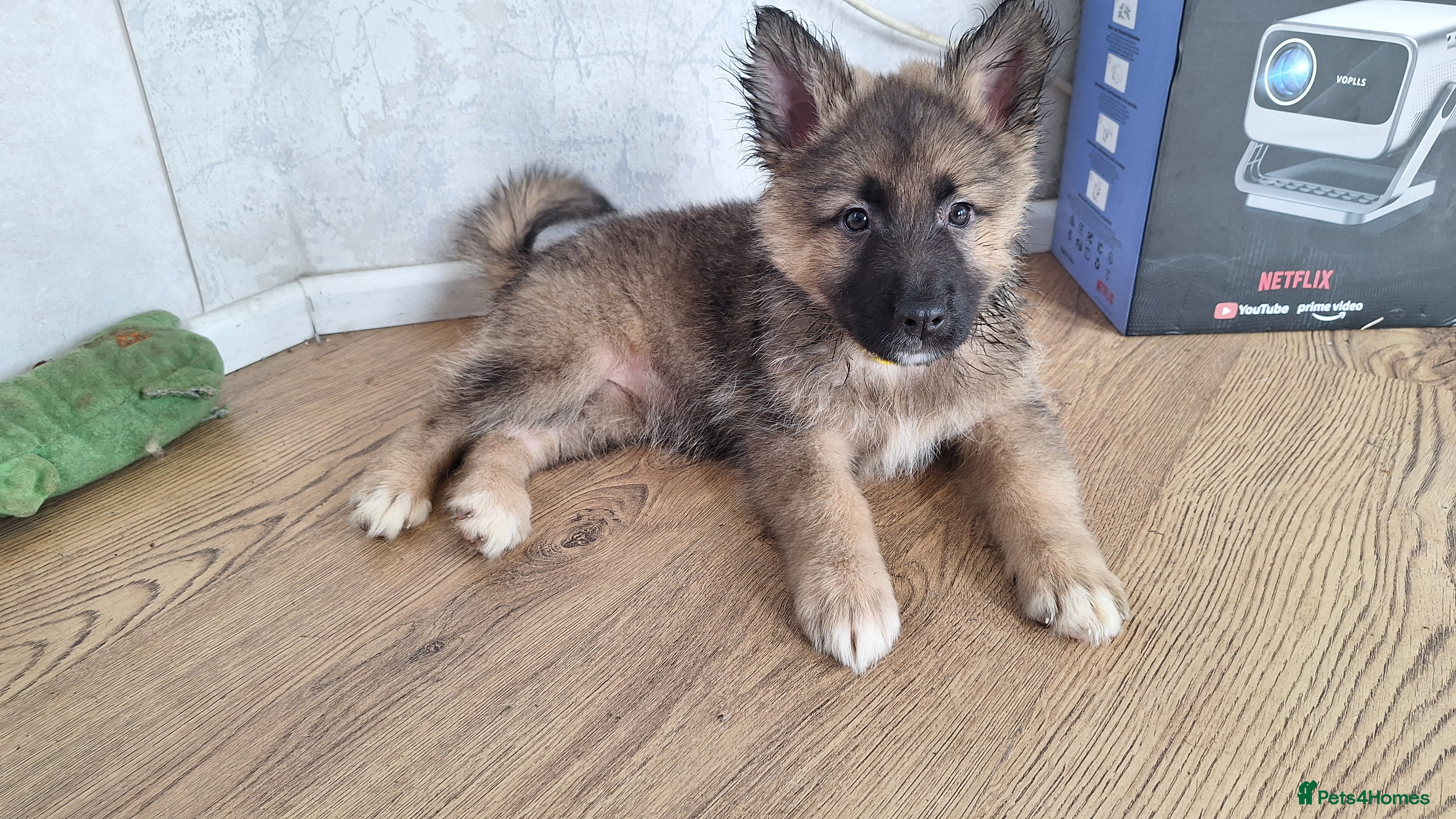 Mixed Breed dogs Shollie Pups - Advert 2
