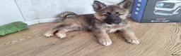 Mixed Breed dogs for sale: Shollie Pups - Advert 24