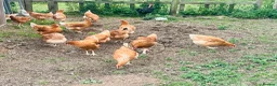 Chickens poultry for sale: Hatching eggs , day old chicks , growers and layer - Advert 7