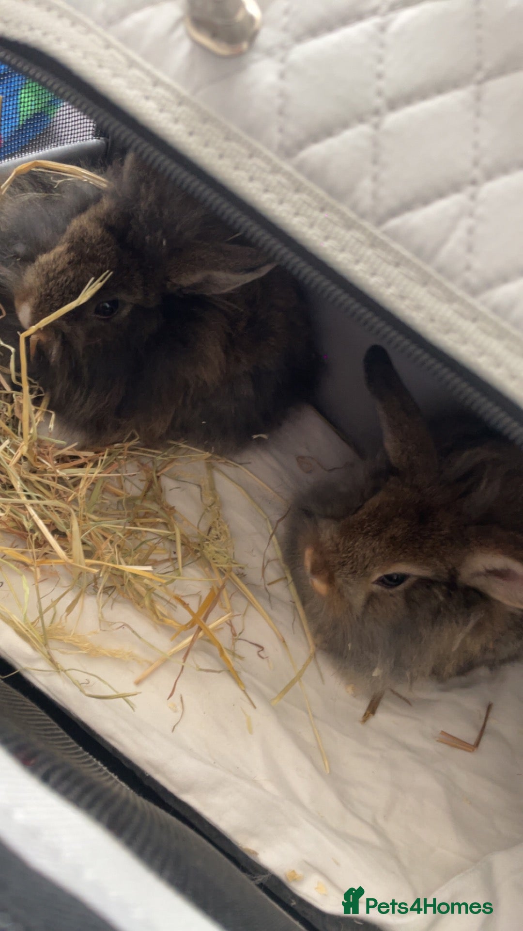 Lionhead rabbits 2 beautiful LionHead Rabbits - Advert 1