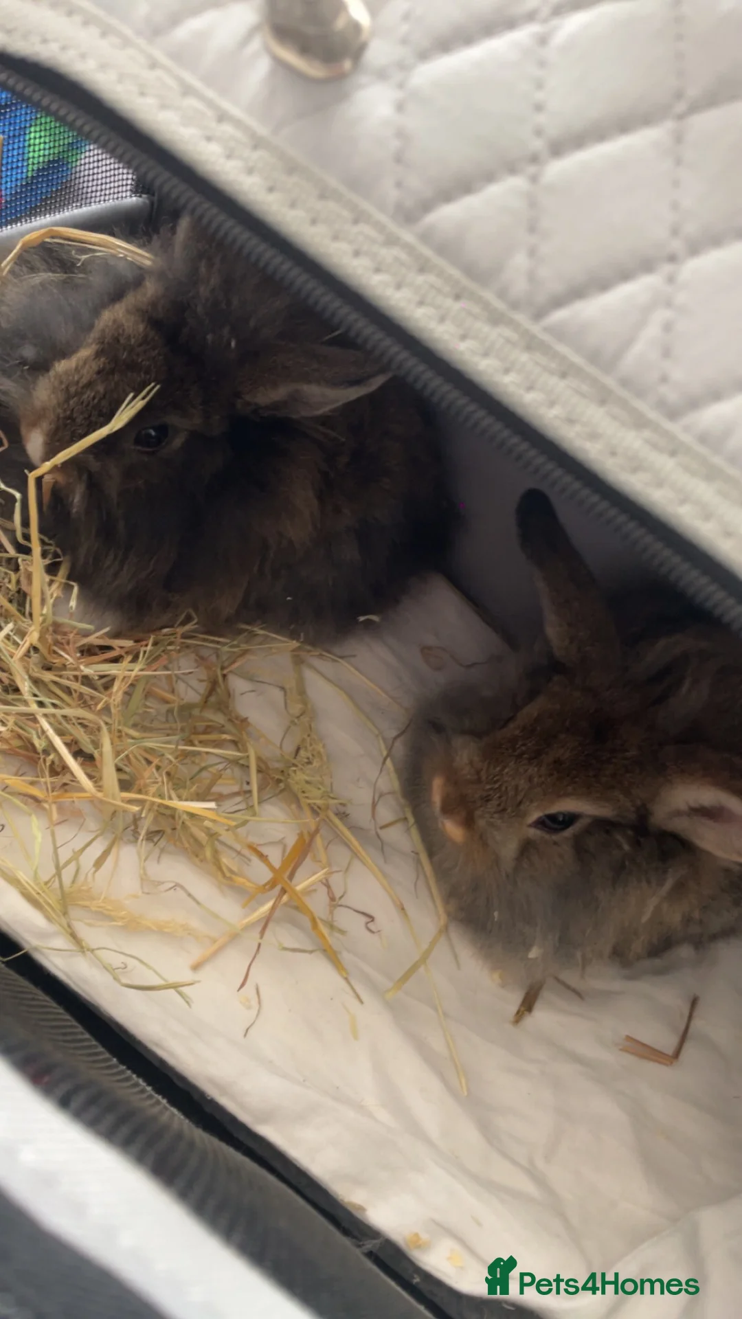Lionhead rabbits for sale: 2 beautiful LionHead Rabbits - Advert 1