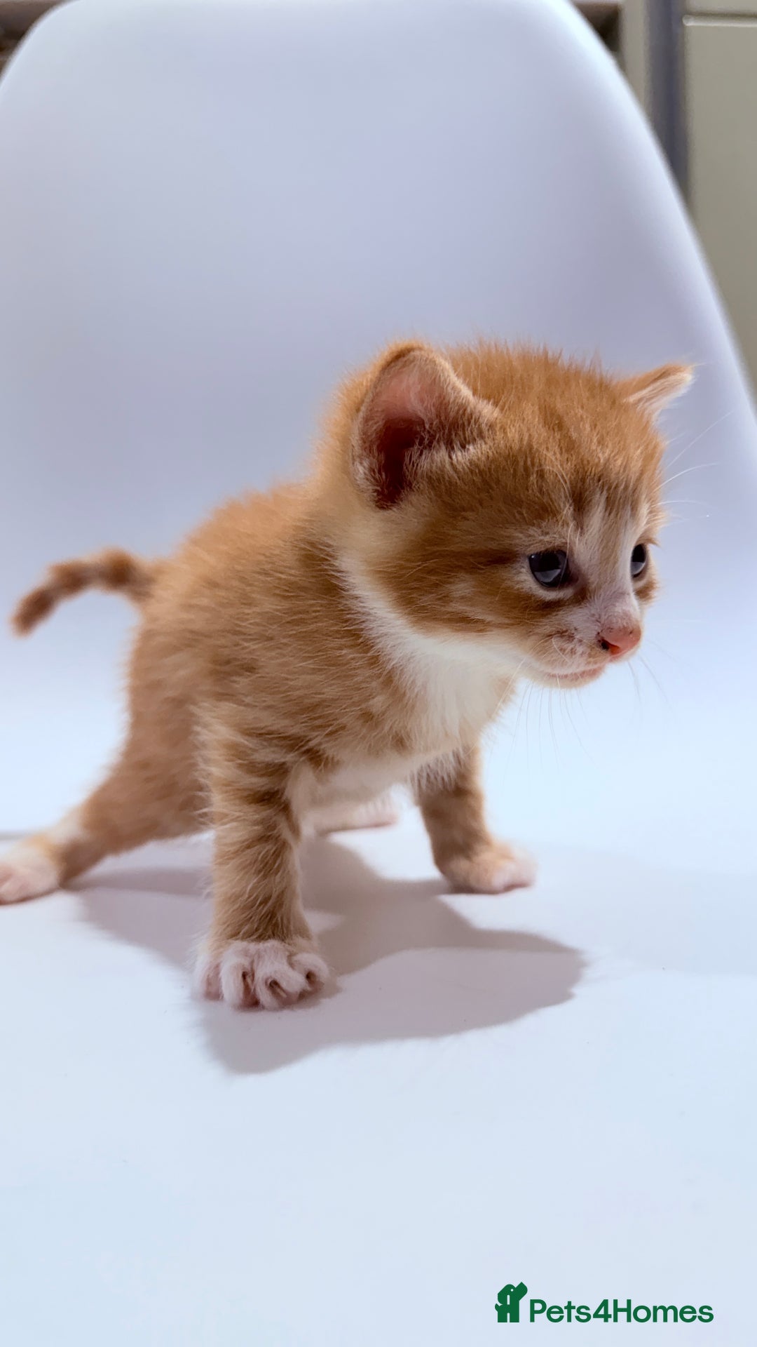 British Shorthair cats for sale: STUNNING 🤩 British Shorthair Queen 👑 litter  - Image 27