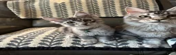 Maine Coon cats for sale: 3 Beautiful Maine Coon kittens forsale in Ammanford - Advert 18