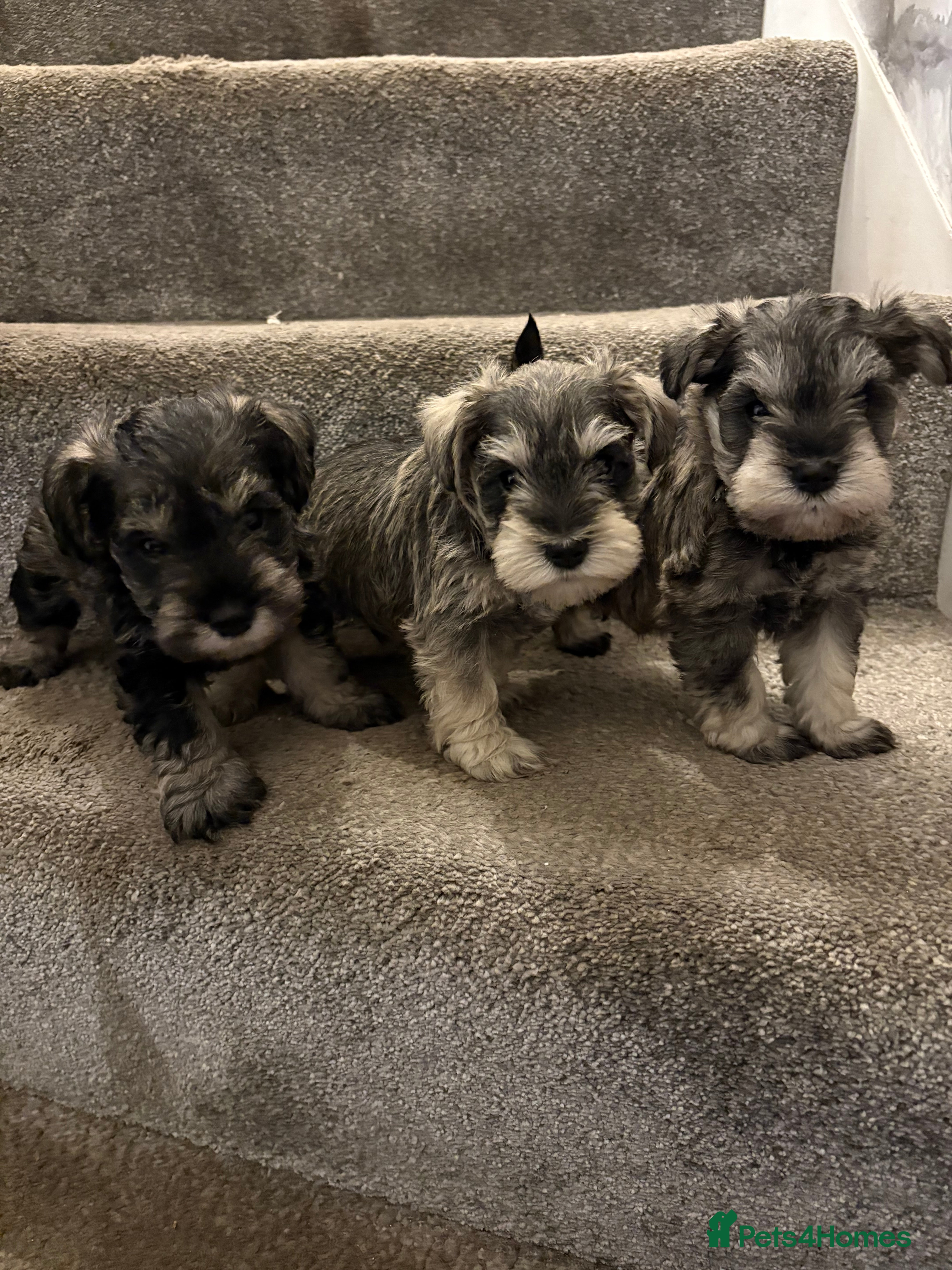 Miniature Schnauzer dogs Cutest mini schnauzers - Advert 4