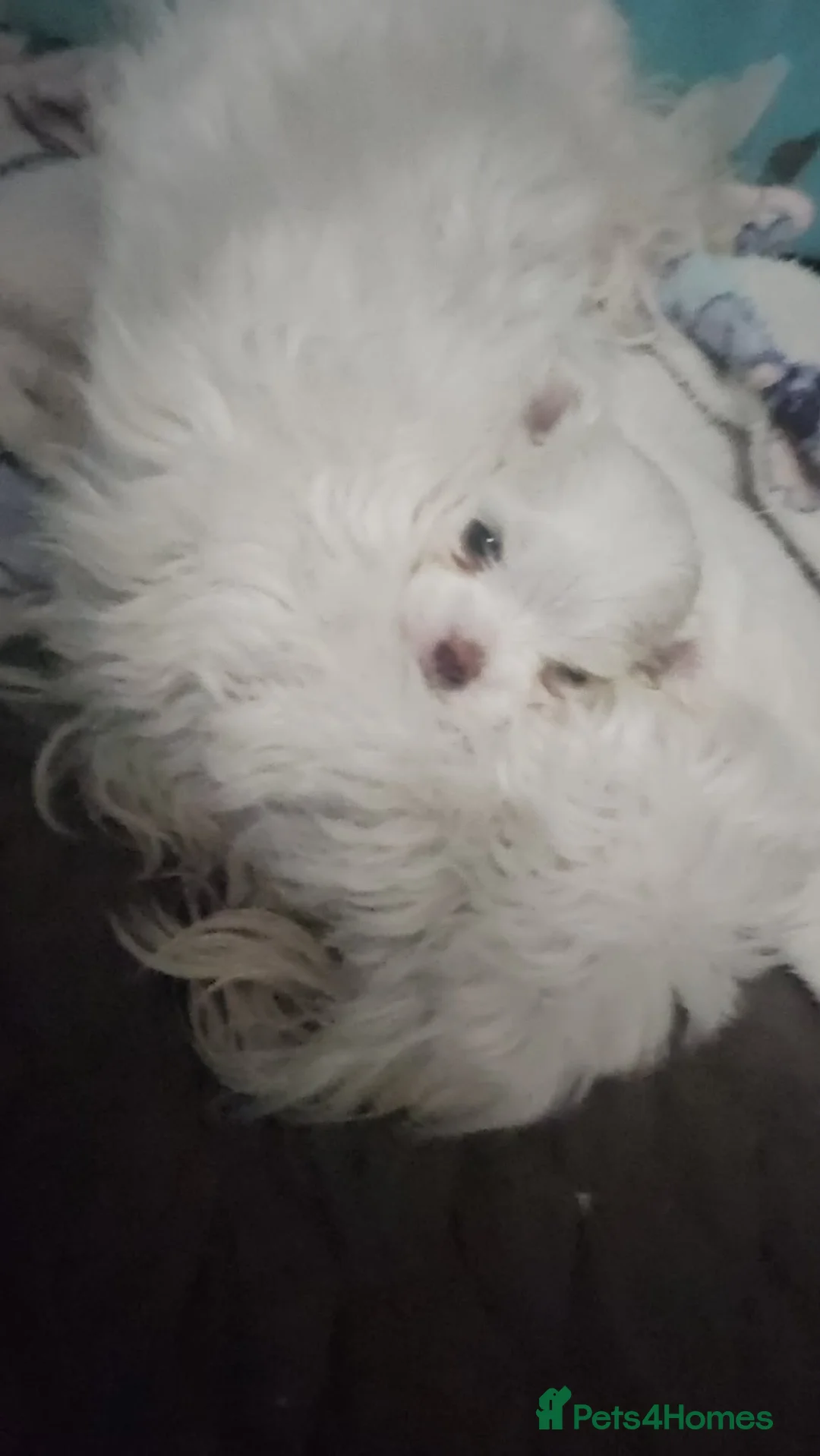 Maltese dogs for sale: 🐾 Beautiful Maltese puppy for sale 🐾 - Advert 2